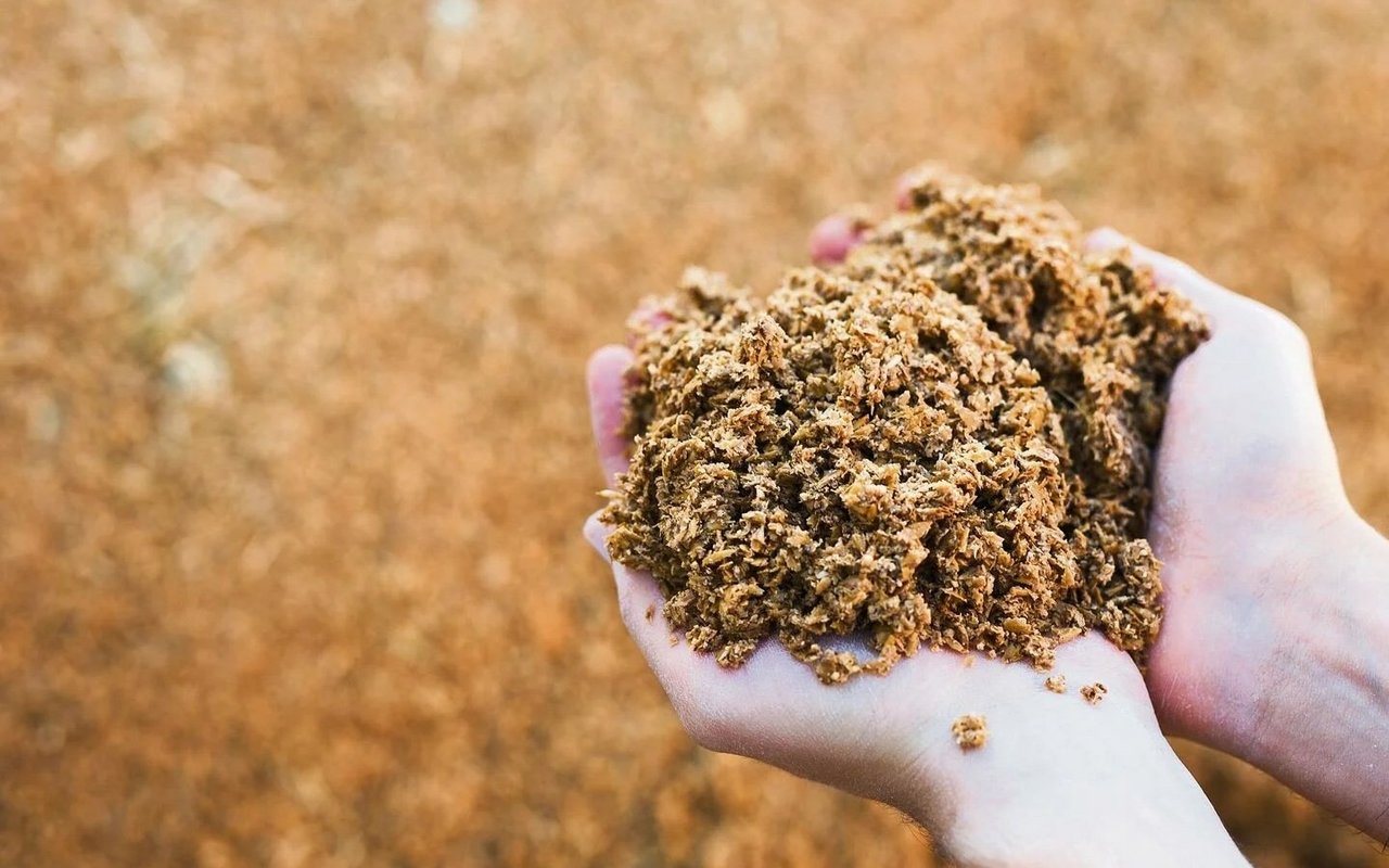 Früher landete Biertreber als Viehfutter im Trog, heute wird er im Appenzell zu Lebensmitteln weiterverarbeitet. 