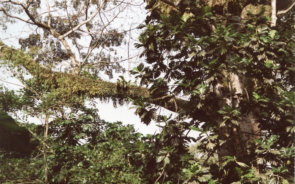 In der Bildmitte auf dem Ast gedeiht ein Geweifarn, hier auf der Insel Principe im Golf von Guinea vor der zentralafrikanischen Küste.
