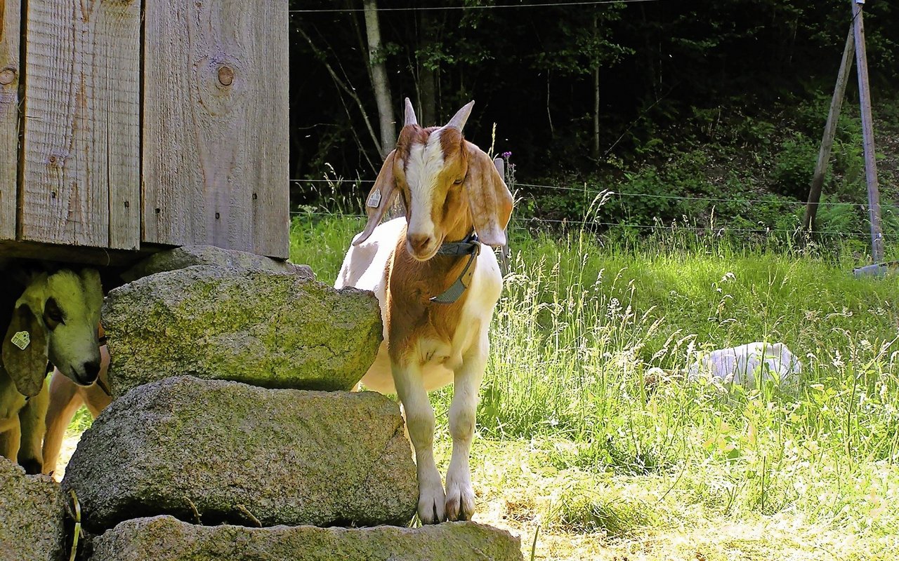 Burenziegen sind sehr robust und wenig krankheitsanfällig. Die Klauenpflege ist aber unerlässlich.