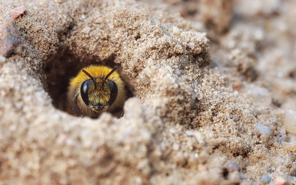 Rund die Hälfte aller Wildbienenarten nistet im Boden.