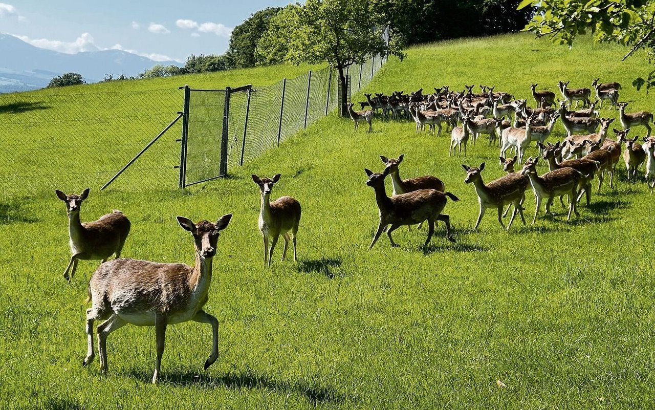 Damhirsche stammen ursprünglich aus Vorderasien, wurden aber bereits während des Römischen Reiches in viele Regionen Europas eingeführt.