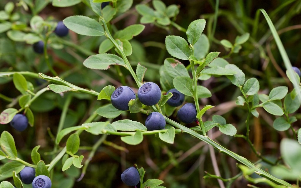 In der Schweiz gibt es wilde Heidelbeeren, diese sind meist in den Bergen anzutreffen.