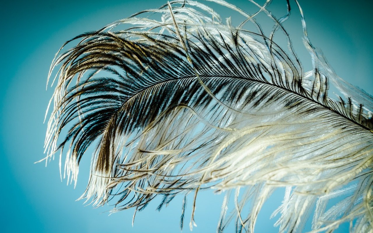 Welche einheimischen Vogelarten tragen diese auffälligen Federn?