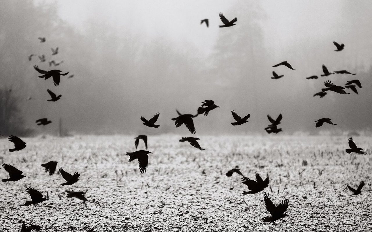 Rabenvögel wie Rabenkrähen leben oft in der Nähe des Menschen.