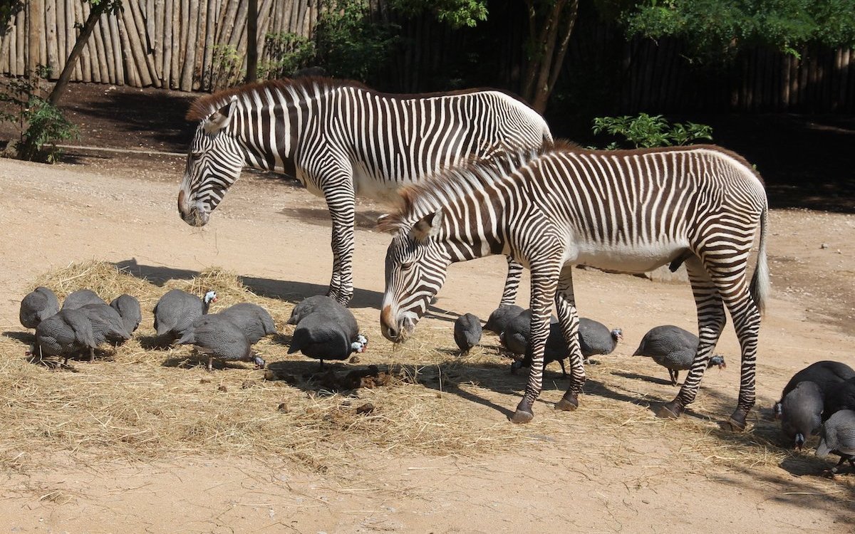 Grevyzebras und Helmperlhühner im Zoo von Mulhouse in Frankreich leben in ihrem Gehege wie im Territorium in der Natur. 