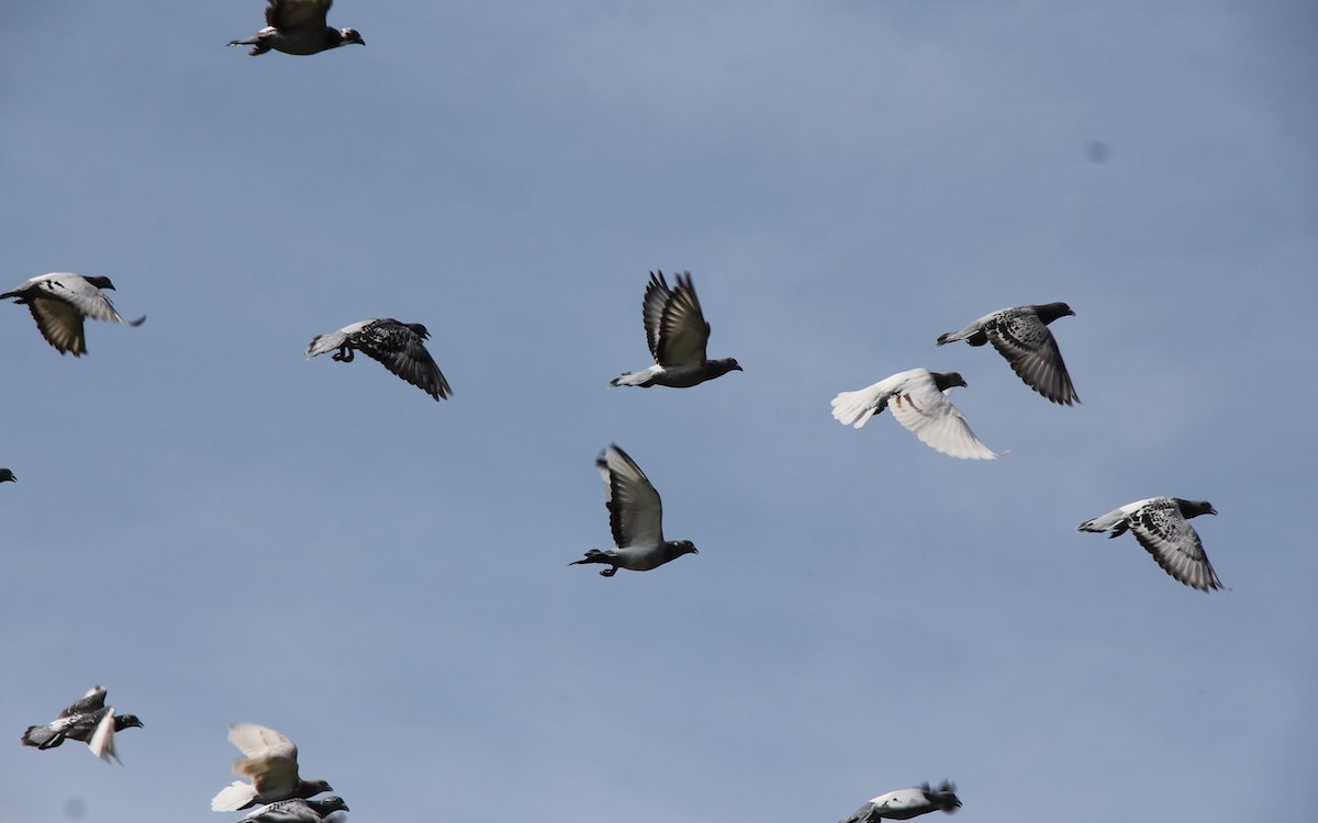 Tauben werden geliebt und gehasst. 