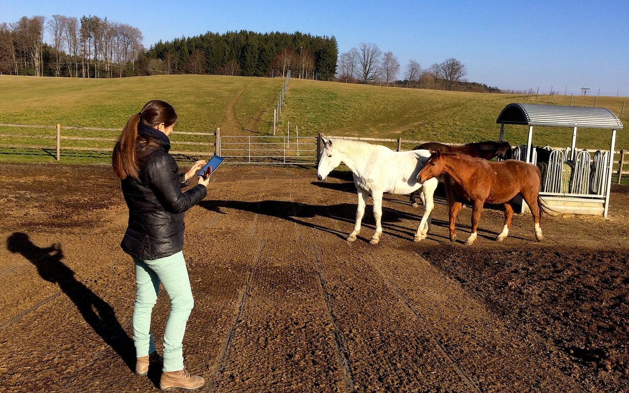 Das Verhalten der Pferde untereinander bringt zum Ausdruck, wie wesensgerecht die Haltung ist. Diese wird mit «BestTUPferd» erfasst und analysiert.