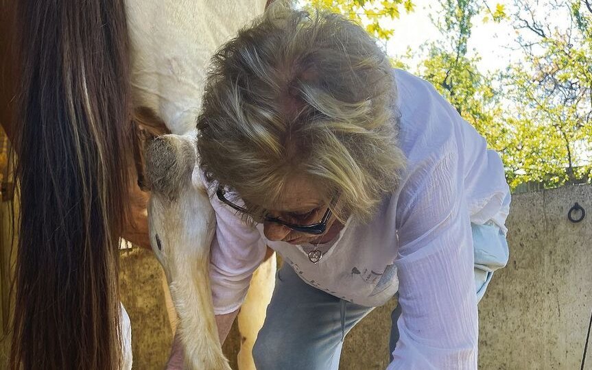 Vor dem Reiten wird das Pferd gepflegt. Zuerst die Hufe,...