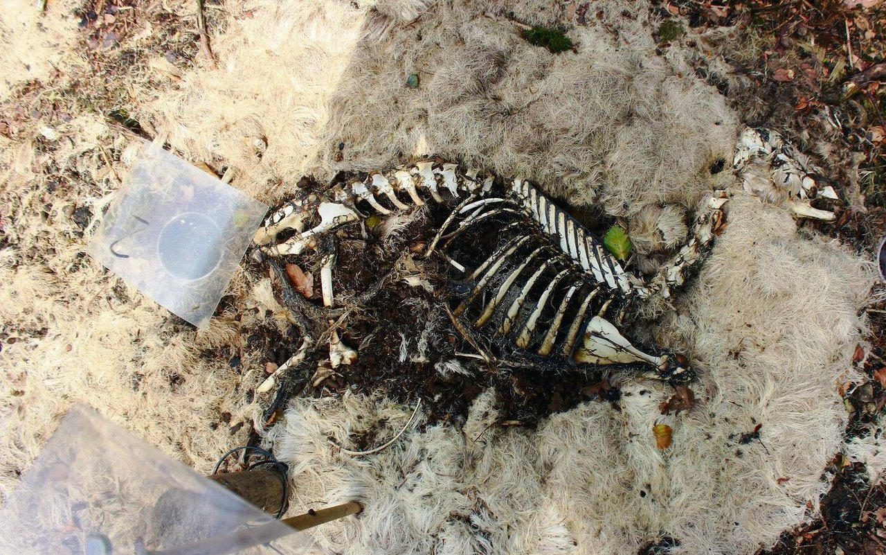 Von Kadavern bleiben in der Natur nach wenigen Tagen einzig Fell und Knochen übrig.