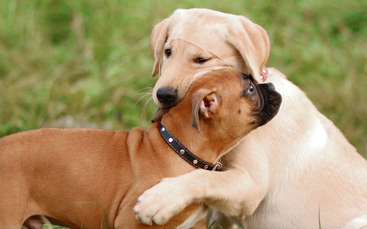 Das Spiel mit anderen Welpen...