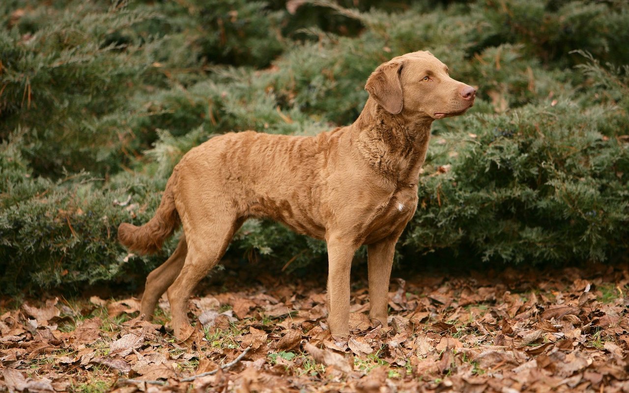 Das Fell des Chesapeake Bay Retriever ist kurz und dicht sowie häufig ein wenig ölig. Dank dieser Struktur sowie der dichten Unterwolle ist es extrem wasserabweisend.