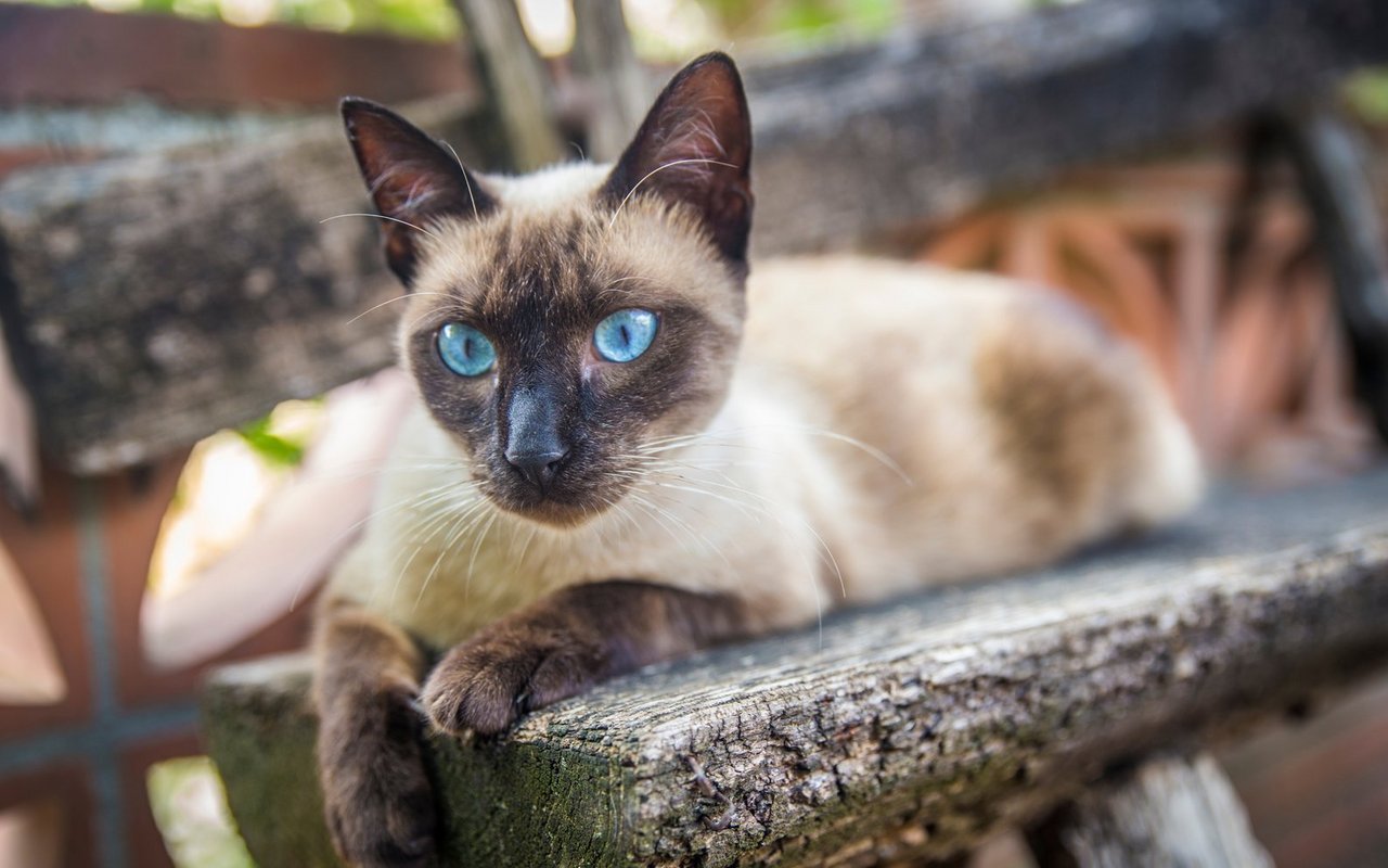 Wie viele andere alte Rassen hat die Siamkatze mit einigen Erbkrankheiten zu kämpfen.