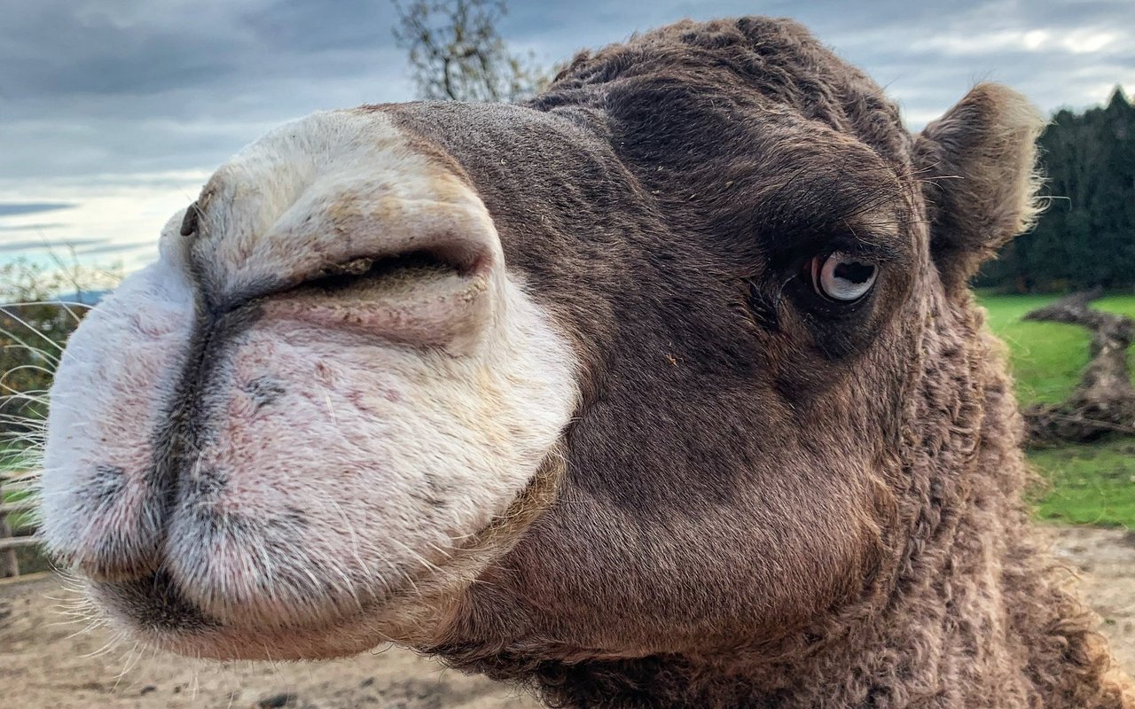 In der Schweiz ist eine Haltebewilligung für Kamele vorgeschrieben.