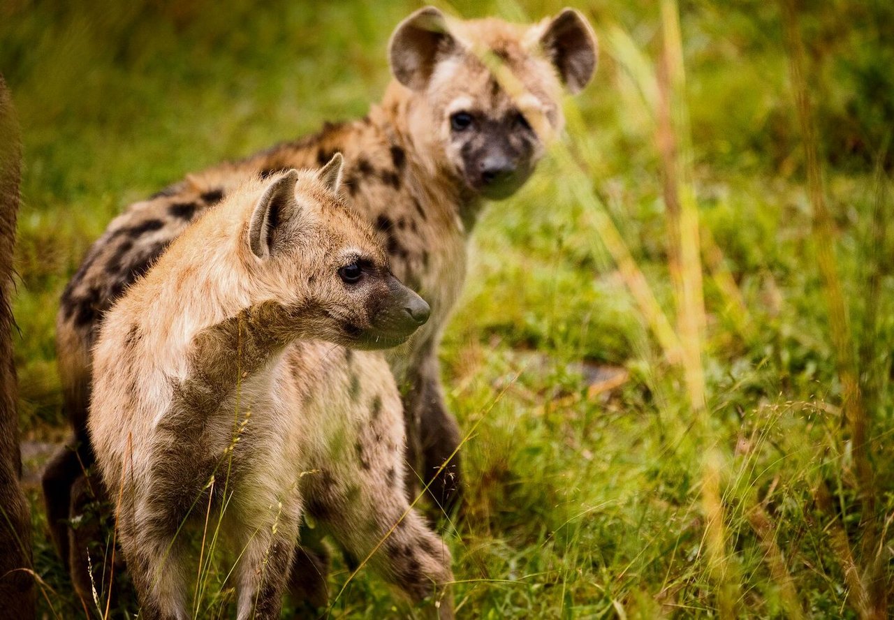 Bei Tüpfelhyänen sieht die Klitoris von Weibchen aus wie ein Penis.