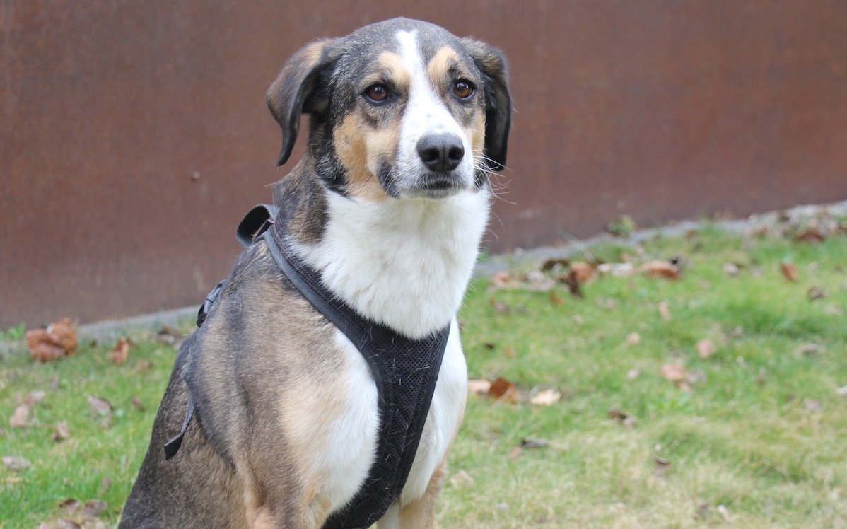 Der Hund Lerry braucht viel Geduld.  