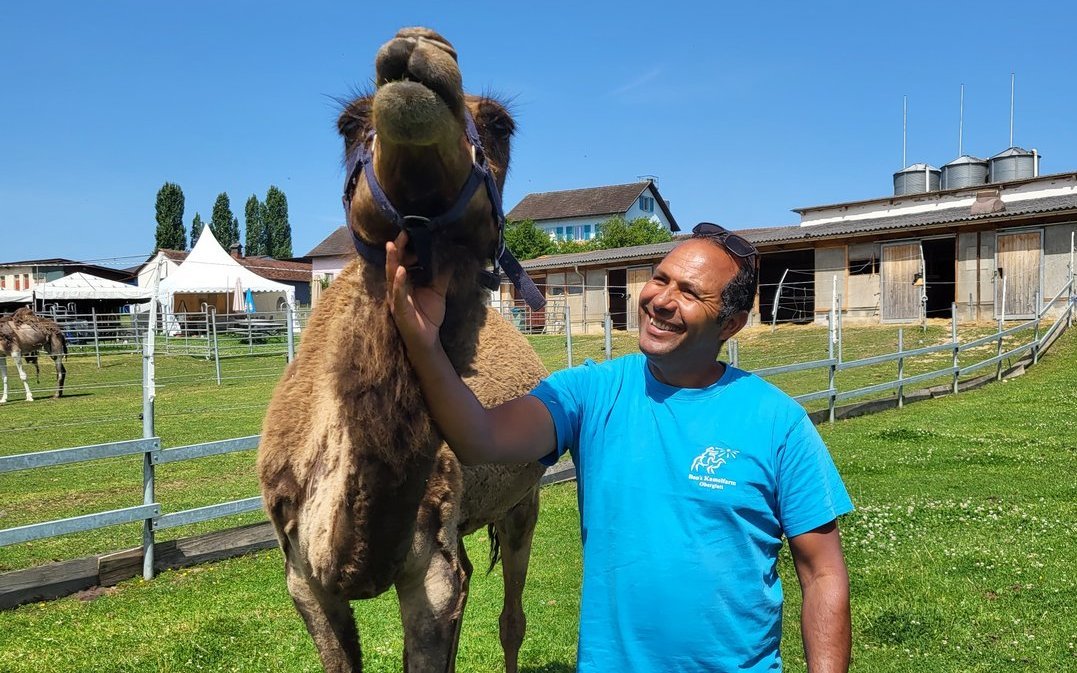 Ben Salem fühlte sich in der Schweiz erst wohl, seit er wieder mit Dromedaren arbeiten kann.