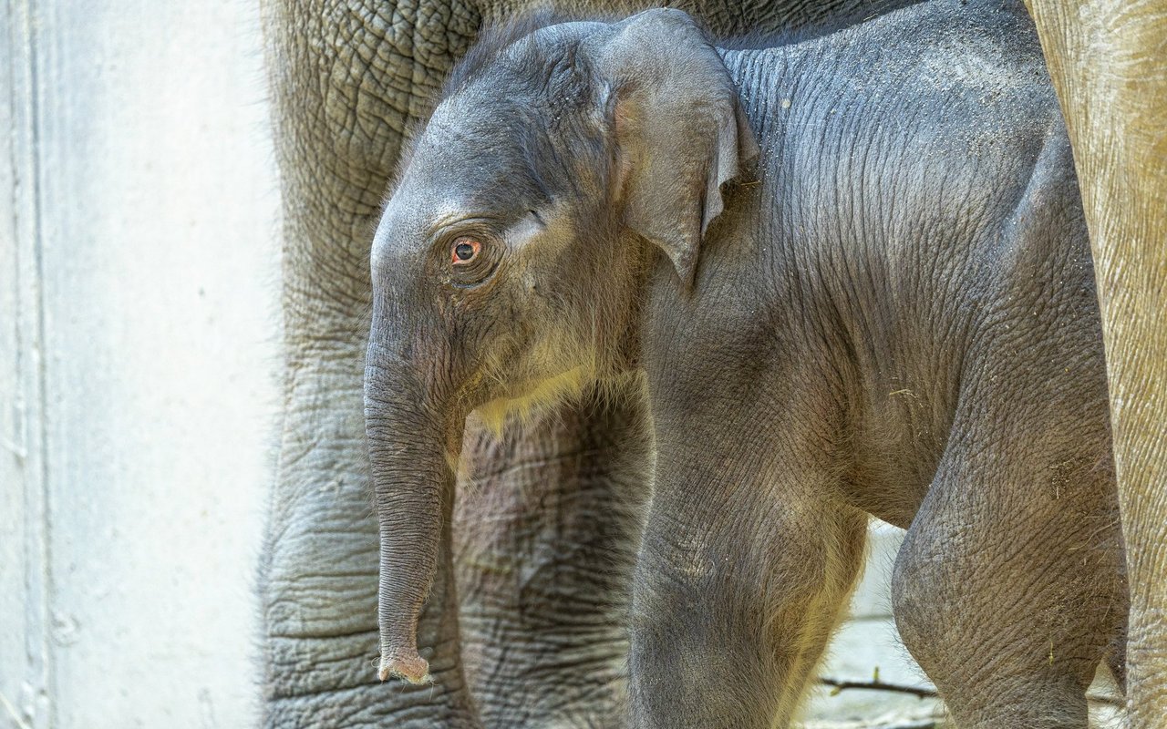 Zali wurde am 19. April 2025 um genau 2:22 Uhr im Kaeng Krachan Elefantenparks im Zoo Zürich geboren.