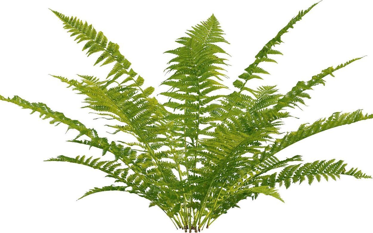 Im Schatten gedeihen Farnarten wie etwa der Wurmfarn gut. 