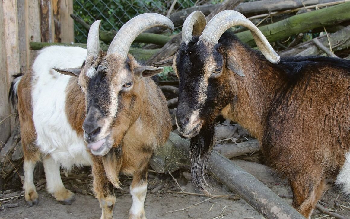 Die beiden Zwergziegen aus Kallnach haben sich gut in Genf eingelebt.