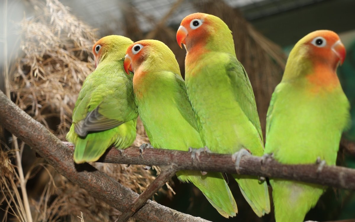Erdbeerköpfchen-Familie in einer Zimmervoliere in der Wohnung. 
