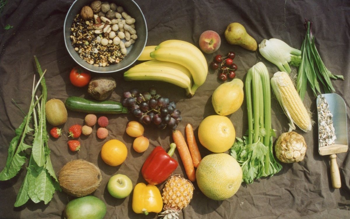 Die meisten Papageien fliegen in der Natur in Baumkronen und ernähren sich von Früchten und Nüssen. Darum ist ein breites Angebot an Früchten, Gemüse und Nüssen eine gute, natürliche Ernährung für diese Tropenvögel. 
