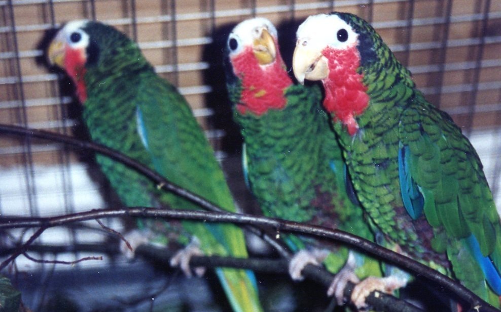 Nachzuchten von Kuba-Amazonen. 