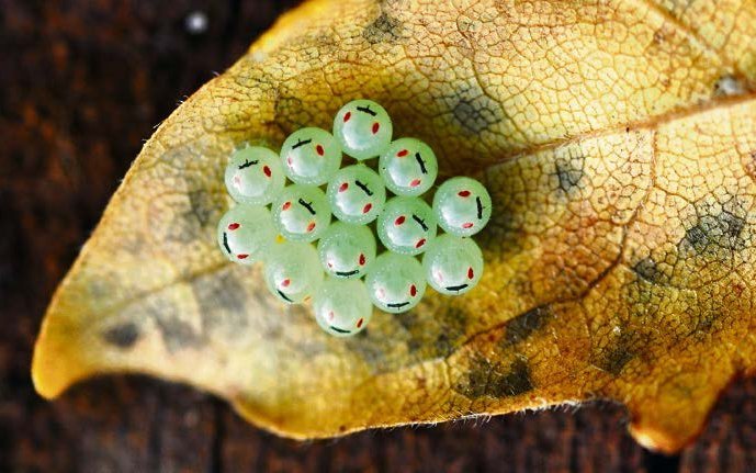 Als eine der wenigen Wanzenarten betreibt die Fleckige Brutwanze Brutpflege und beschützt ihre Eier und die Jungtiere bei Gefahr.