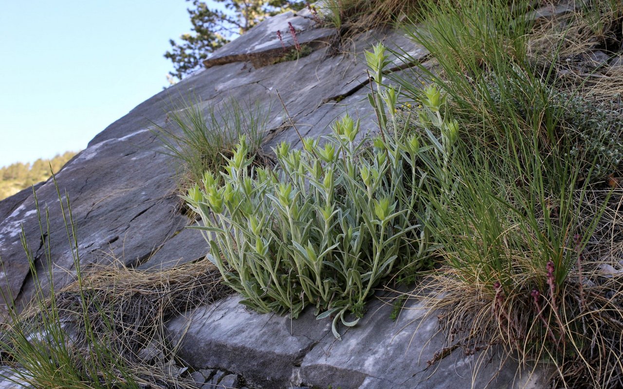 Sideritis ist als Kraut gegen Erkältung durch übermässiges Sammeln vom Aussterben bedroht.