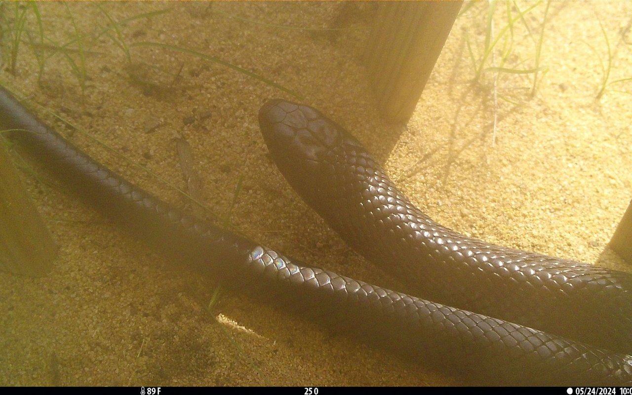 Wer Glück hat, entdeckt auf einem der Fotos eine schwarze Schlange.