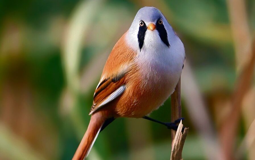 Die Bartmeise ist bekannt für ihre akrobatischen Kletterkünste im Schilf.