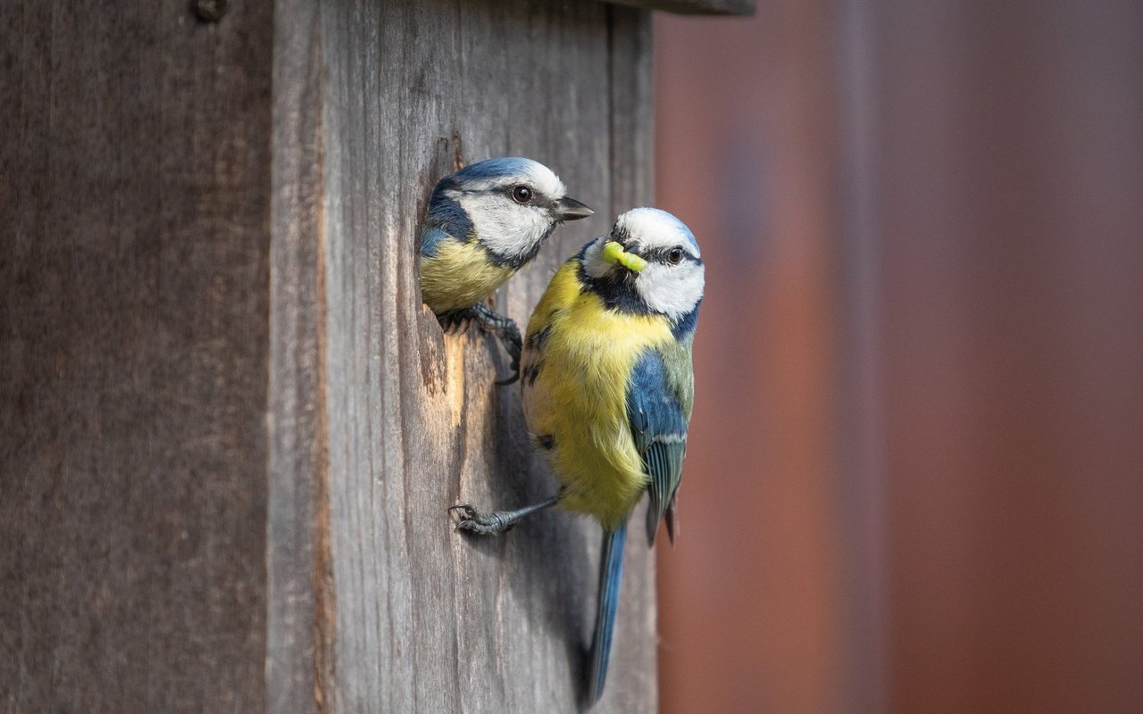 Blaumeisen an einem Standardkasten. 