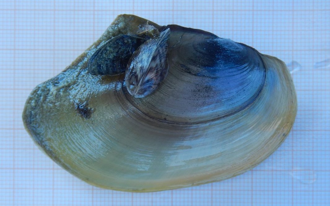 Diese Teichmuschel hat blinde Passagiere auf ihrer Schale.