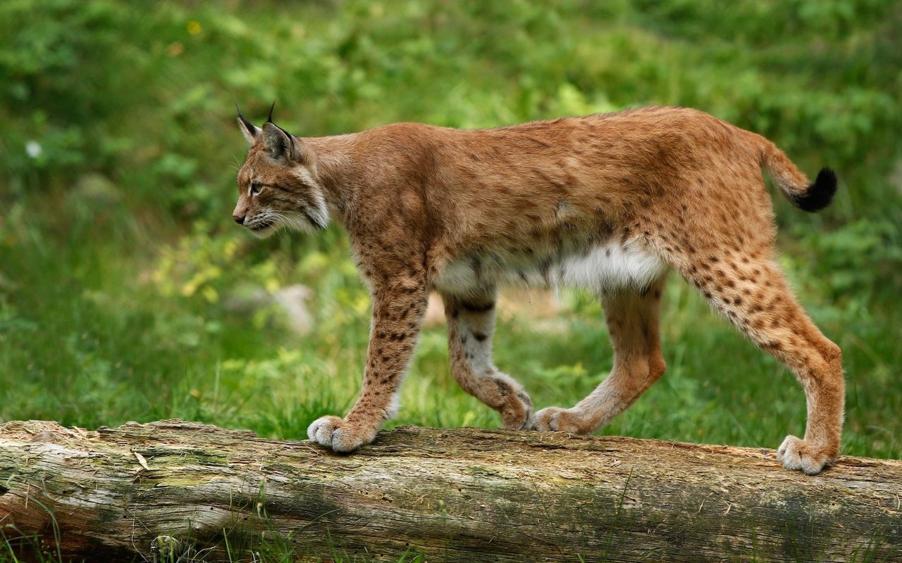Dichte, breite Haarpolster an den Pfoten verhindern, dass der Luchs im Schnee tief einsinkt.