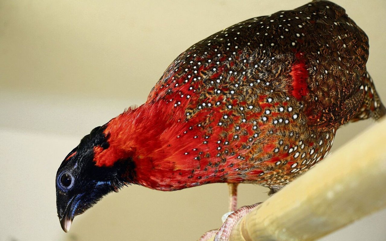 Satyrtragopane sind besonders schön anzusehen.