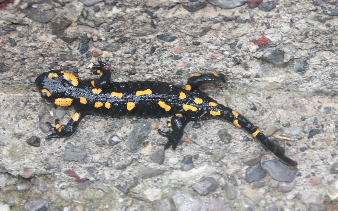 Der Gefleckte Salamander hat im Gegensatz zum Gestreiften Salamander ein sehr unregelmässiges Muster.