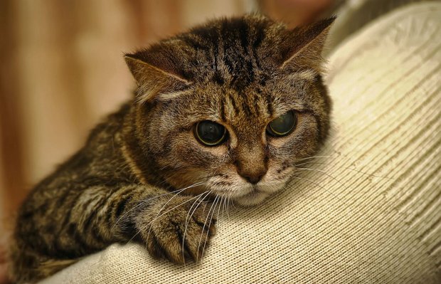 In die Jahre gekommene oder gesund-heitlich angeschlagene Katzen und Hunde haben in Tier-heimen oft geringere Adoptionschancen.