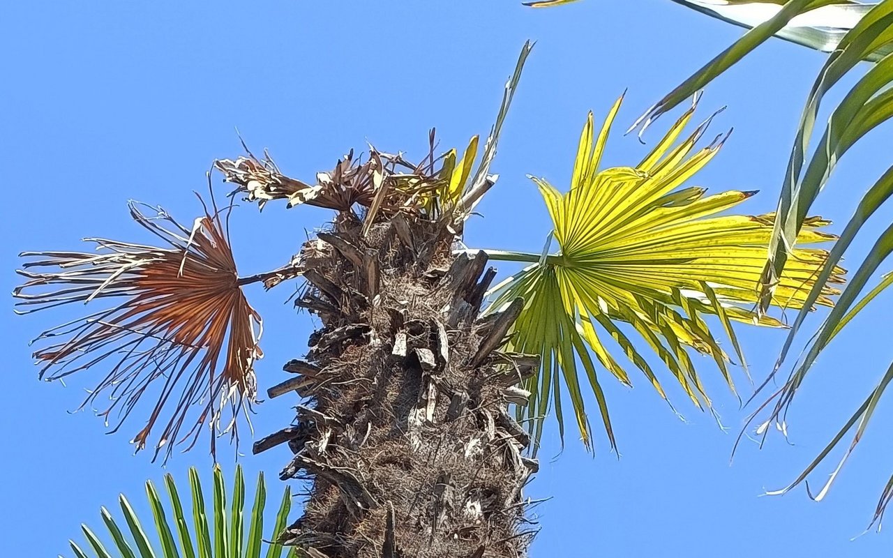 Die Schäden durch die Palmenmotte können Palmen zum absterben bringen