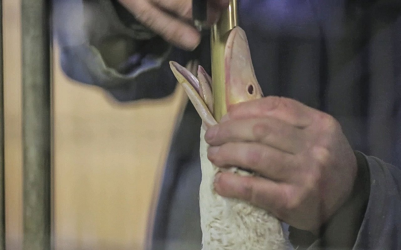 Die Stopfmast heisst so, weil das Futter  den Gänsen wortwörtlich in den Halsgestopft wird. 