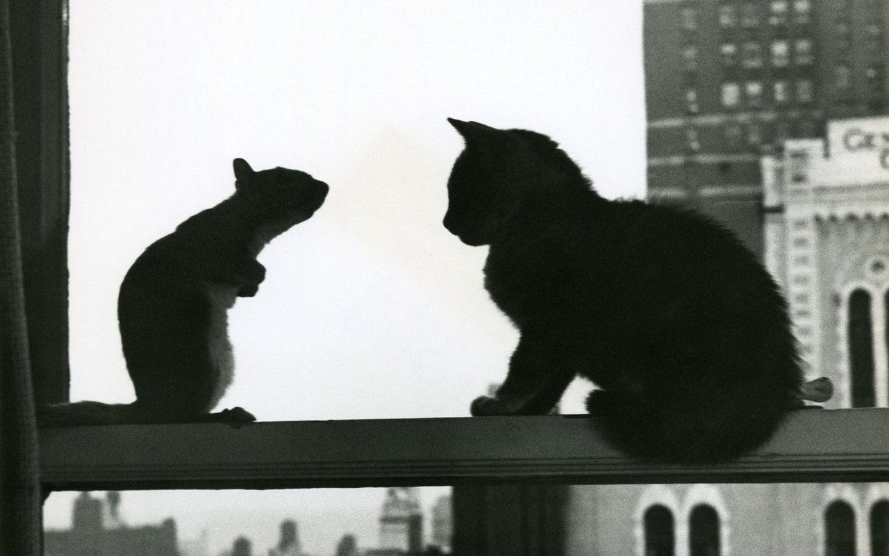 Ein Eichhörnchen und eine Katze aus dem Kinderbuch Tico-Tico, 1949.