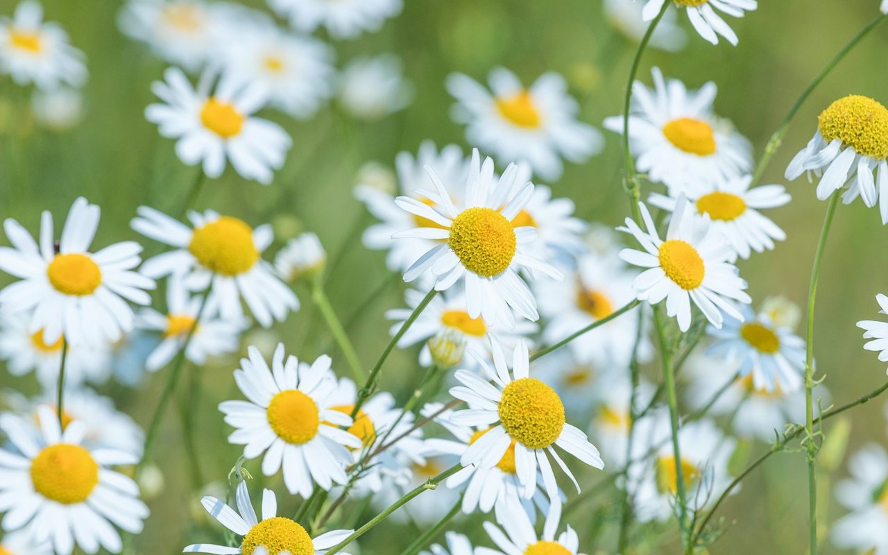 Im Garten gedeiht die Kamille gut an einer sonnigen und warmen Stelle.