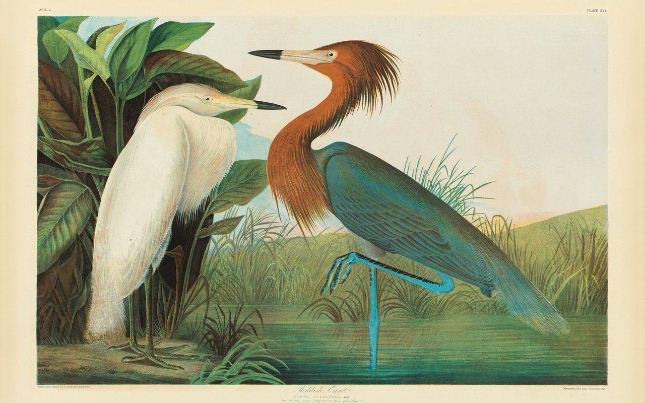 John Audubon hob sich mit seiner Art zu zeichnen von anderen Naturwissenschaftler:innen ab.