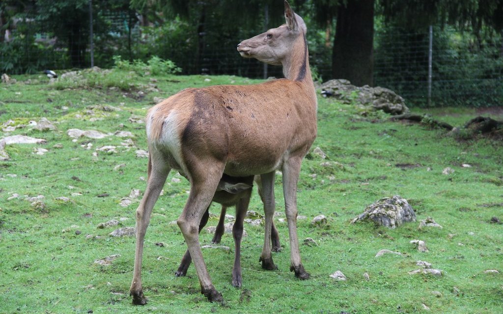 Hirschkuh mit Kalb im Muzoo von La Chaux-de-Fonds. 