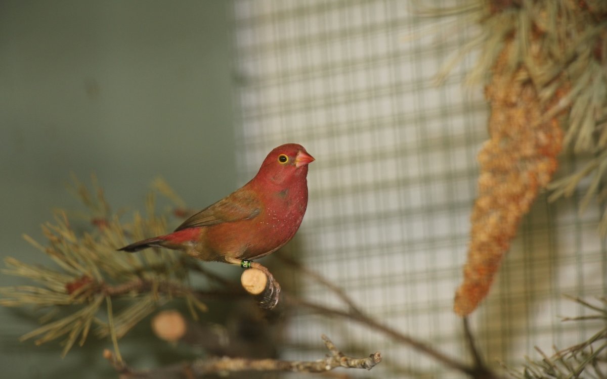 Männlicher Senegalamarant. 