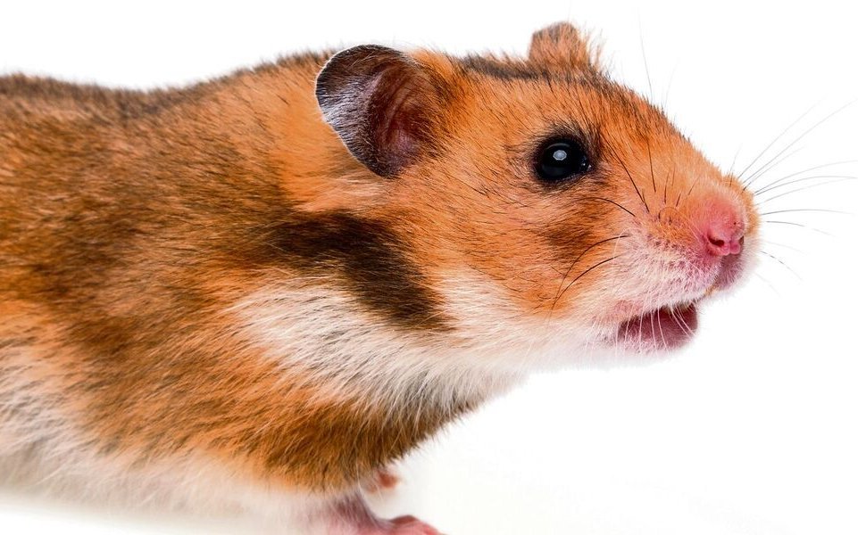 Goldhamsterpartner sind Einzelgänger. 