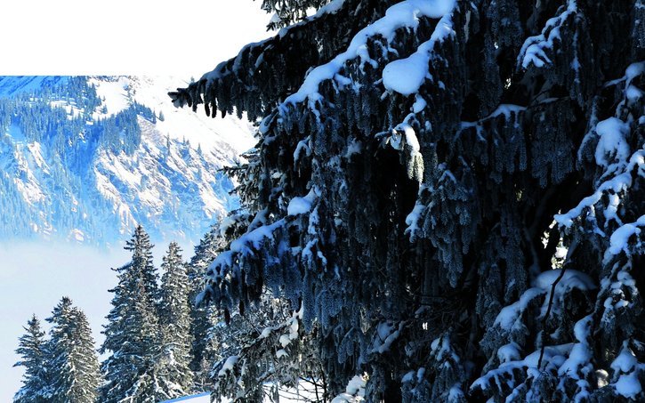 Auch wenn Bäume im Winter schutzlos wirken, nutzen sie ausgeklügelte biologische Strategien, um Kälte, Frost und Wassermangel zu überstehen.