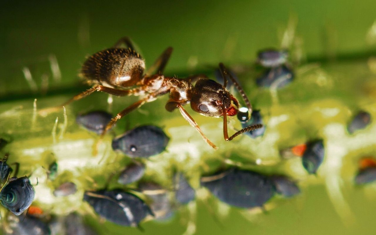 Viele Ameisenarten melken Blattläuse und bringen den süssen Honigtau zurück ins Nest.