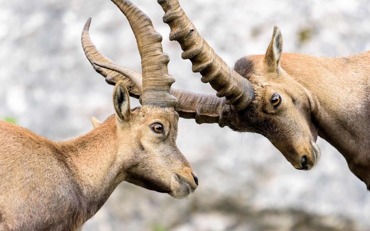 Auch Steinböcke führen Kommentkämpfe – sie üben diese schon als kleine Kitze.