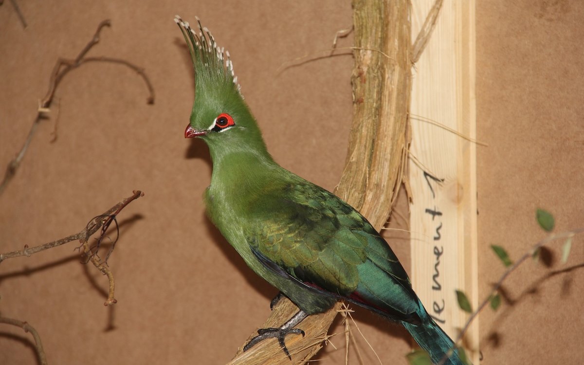 Livingstoneturakos werden selten auch von privaten Liebhabern gehalten. Hier ein Exemplar, das auf einer Vogelausstellung im Zürcher Oberland von einem privaten Züchter in einem begehbaren Freiflug präsentiert wurde. 