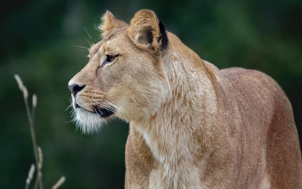 Eine vermeintliche Löwin hält Berlin auf Trab. 