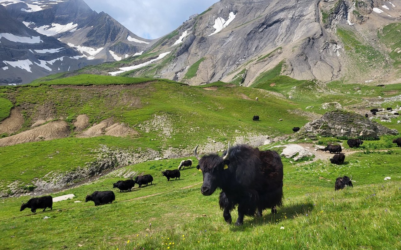Die Tiere ziehen eigenständig auf der Alp umher.